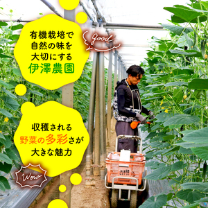 【訳アリ】 季節の野菜 詰め合わせ 8～10種 京都 野菜 なす トマト ねぎ セット 夏 冬 新鮮 訳あり いも 有機 栽培 山城 おまかせ サイズ 特大 ボリューム 料理 サラダ 鍋