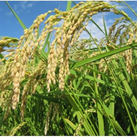 【返礼品なし】岐阜県輪之内町ふるさと応援寄附(一口:50,000円)