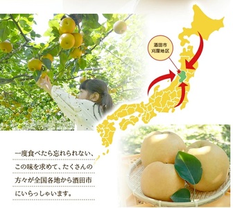 SA2587　酒田の美味しい刈屋梨(和梨) 秀品　2.5kg以上(6～9玉入)　品種おまかせ