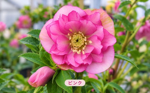 八ヶ岳・原村産　クリスマスローズ（八重咲き）2鉢セット 【ピンク×ピンク】 | クリスマスローズ 花苗 鉢植え 鉢花 信州 八ヶ岳 長野県 諏訪郡 原村