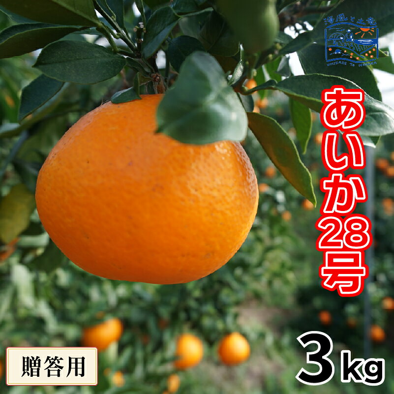 【ふるさと納税】 【2026年12月上旬頃から順次発送】贈答用 あいか28号 (紅まどんな と同品種) 約 3 kg ｜産地直送 国産 柑橘 期間限定 数量限定 ご当地 愛媛県 松山市