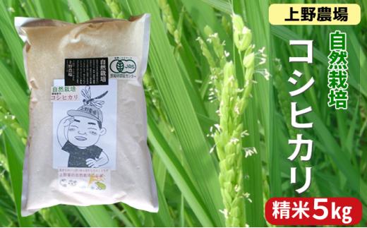 上野農場 自然栽培コシヒカリ 精米5kg お米 こしひかり 米 新潟市