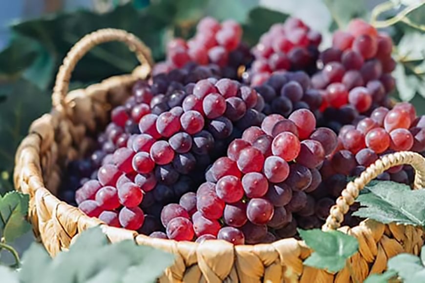
            【期間限定発送】 ぶどう デラウェア 16～24房 約 3kg 朝採れ [oboco grapes 山形県 高畠町 tk06ayt250008] 個包装 種無し ブドウ 葡萄 くだもの 果物 フルーツ 産地直送 農家直送
          