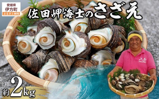 【数量限定】佐田岬海士のさざえ2kg ※北海道・東北地方・沖縄・離島への配送不可 【 ふるさと納税 人気 おすすめ ランキング さざえ サザエ 海鮮 佐田岬 愛媛県 伊方町 送料無料 】 IKTJ003
