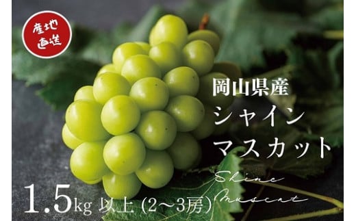 【2026年先行予約】 厳選 岡山県産 シャインマスカット 1.5kg以上 2～3房 / 産地直送 朝採れ ぶどう 葡萄 先行予約 フルーツ 真庭市 【kgftmt002-02】