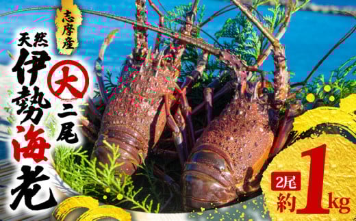 伊勢海老 大 2尾 1kg / 天然 志摩産 大 伊勢エビ 海老 エビ 人気 刺身 刺し身 味噌汁 海鮮 魚介類 産地直送 贈答 お歳暮 お祝い プレゼント 三重県 伊勢 志摩 50000円 5万円 五万円