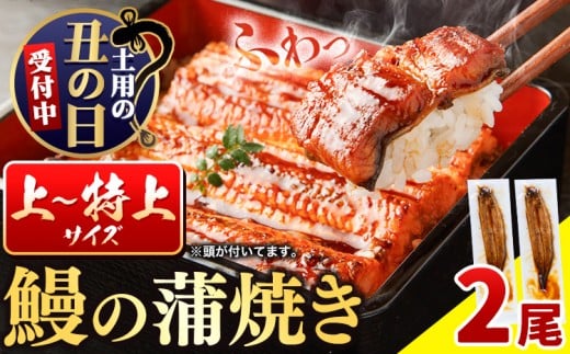 国内産 鰻の蒲焼き 徳島県産 うなぎの蒲焼き 2尾 タレ・山椒付《土用の丑の日発送(7/15～7/26)》うなぎの蒲焼き うなぎ 鰻 蒲焼 蒲焼き ウナギの蒲焼 徳島県産