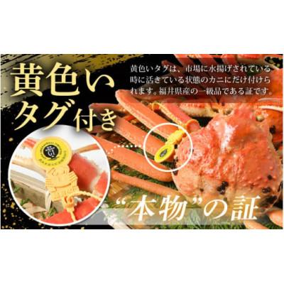 ふるさと納税 美浜町 【2025年2月より順次発送】地物!はるか丸が厳選した越前がに【大サイズ】1杯!カニスプーン付き |  | 01