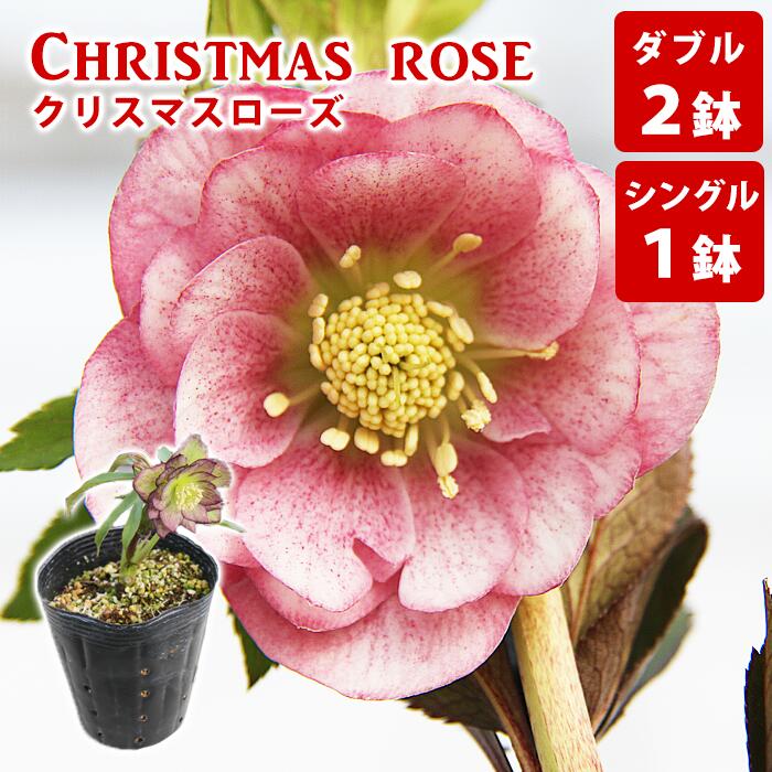 【ふるさと納税】 クリスマスローズ おすすめ シングル 1鉢 ダブル 2鉢 ／ 花 フラワー 苗 ポット クリスマス ローズ ヘレボルス 観葉植物 八重咲 一重咲 二重咲 ギフト 花ギフト プレゼント 贈り物 誕生日 記念日 お祝い 一点物 おまかせ 人気 岩手県 滝沢市 送料無料 百花