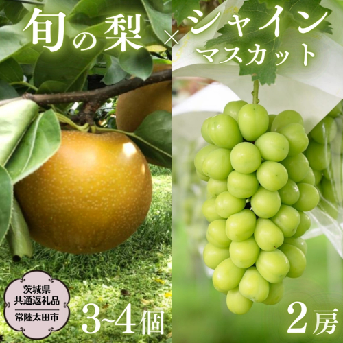 【2026年9月上旬発送開始】茨城県産 「 シャインマスカット ２房 」と「旬の 梨 」 詰め合わせ 約 3kg 【茨城県共通返礼品／常陸太田市】 桧山果樹園 農家直送 桧山果樹園 農家直送 フルーツ  甘い 直送 茨城 限定 ギフト ぶどう シャインマスカット 旬 梨 秀玉 恵水 秋月 詰め合わせ 食べ比べ 果物 [DU012sa]