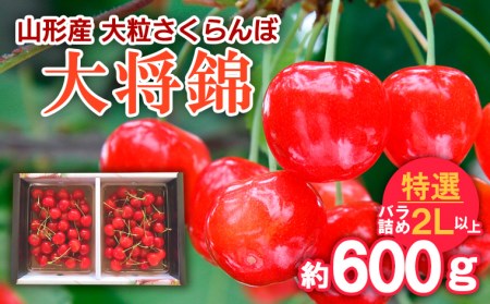 山形産 大粒さくらんぼ 大将錦 特選 バラ詰め 2L以上 約600g 【令和8年産先行予約】FS25-714 くだもの 果物 フルーツ 山形 山形県 山形市 2026年産