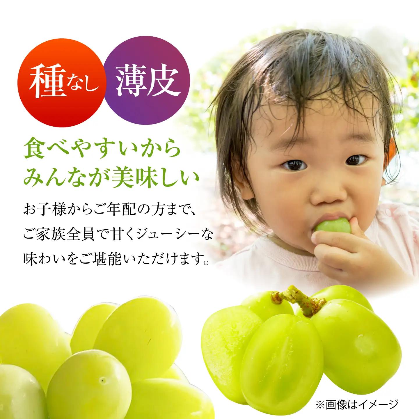 【先行予約】 シャインマスカット　900g以上 【小林農園】 / ブドウ ぶどう 果物 種なし[HAX004]
