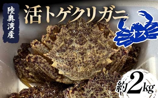 
            陸奥湾産 活トゲクリガニ (オス) 約2kg (6～12杯) 【飛佳丸】 漁師直送 かに カニ 蟹 魚介 青森 青森県 東北 むつ湾 F21J-254
          