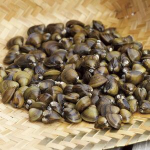 ＜あゆの店きむら＞ びわ湖産天然 しじみ味噌汁 20食入