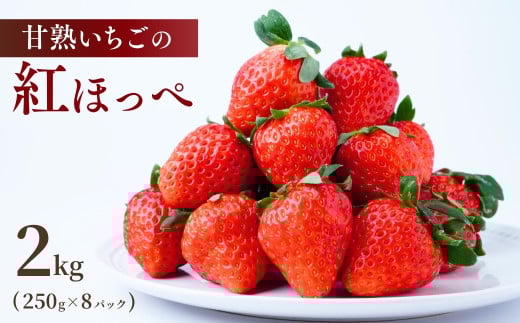 【1月中旬発送】甘熟いちごの紅ほっぺ 選べる数量 2kg (250g×8パック)  | いちご 苺 イチゴ  紅ほっぺ べにほっぺ 甘い 完熟 完熟いちご 濃厚 果物 フルーツ おやつ デザート ストロベリー パフェ いちご大福 ショートケーキ いちごサンド フルーツサンド ジュース スムージー ショートケーキ ヨーグルト  ギフト 贈答 贈り物 新鮮 期間限定 季節限定 茨城県 龍ケ崎市
