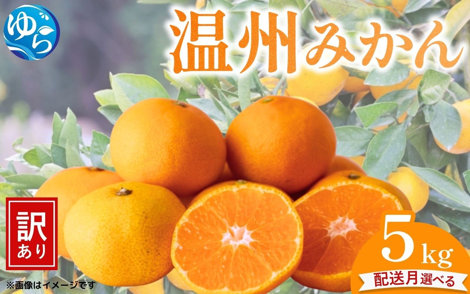 
            【先行予約】＼選べる配送月／ （訳あり）温州みかん 5kg 【11月出荷 or 12月出荷】/ みかん ミカン 和歌山県 柑橘  甘い 蜜柑 フルーツ 果物 くだもの 食品  産地直送 由良町 ご家庭用 温州 温州ミカン 【kwgc003-cho】
          