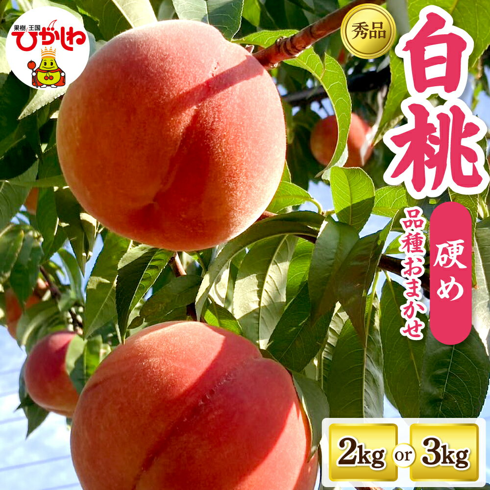 【ふるさと納税】2026年産 白桃 品種 おまかせ 秀品 ( 選べる内容量 : 2kg / 3kg ) | 桃 モモ 山形 くだもの 果物 フルーツ 先行予約 令和8年産 冷蔵配送 産地直送 期間限定 特産品 お取り寄せ グルメ 東北 山形県 東根市