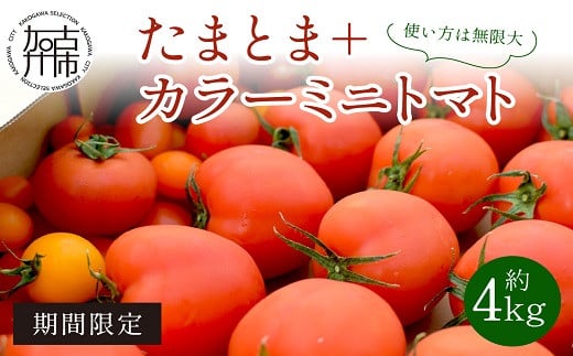 
            【お届け月が選べる・限定出荷】"たまとま"＋カラーミニトマト(約4kg)《 野菜 トマト ミニトマト カラートマト 期間限定 美味しい セット とまと 》【2401C12101】
          