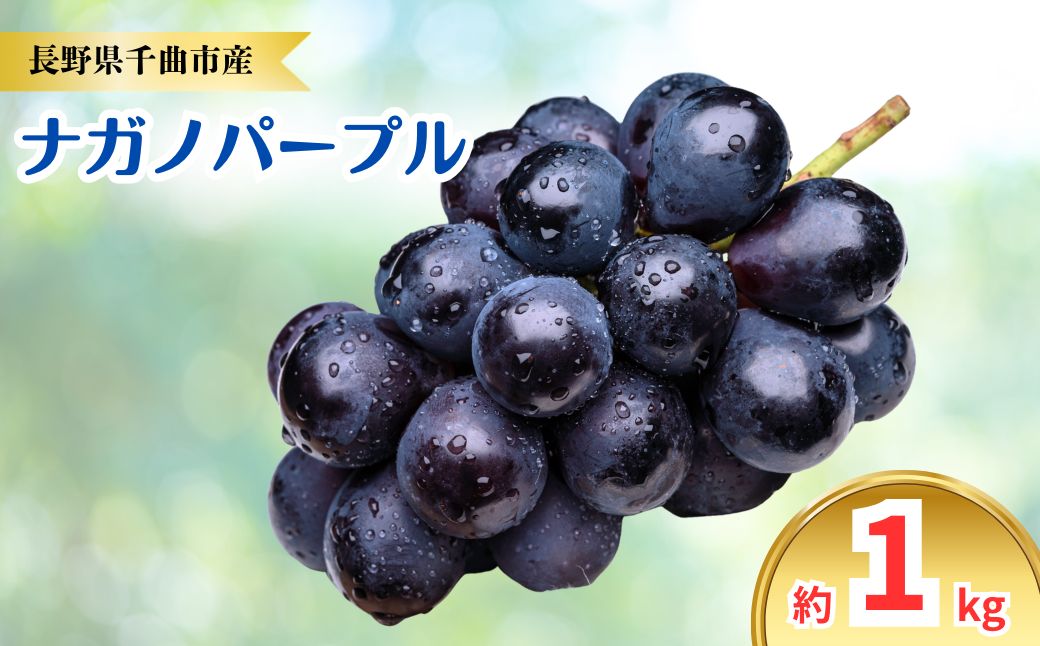 【2026年先行予約】ナガノパープル 約1kg｜ぶどう 大粒 白ぶどう 種無し 皮ごと 信州 長野県 千曲市