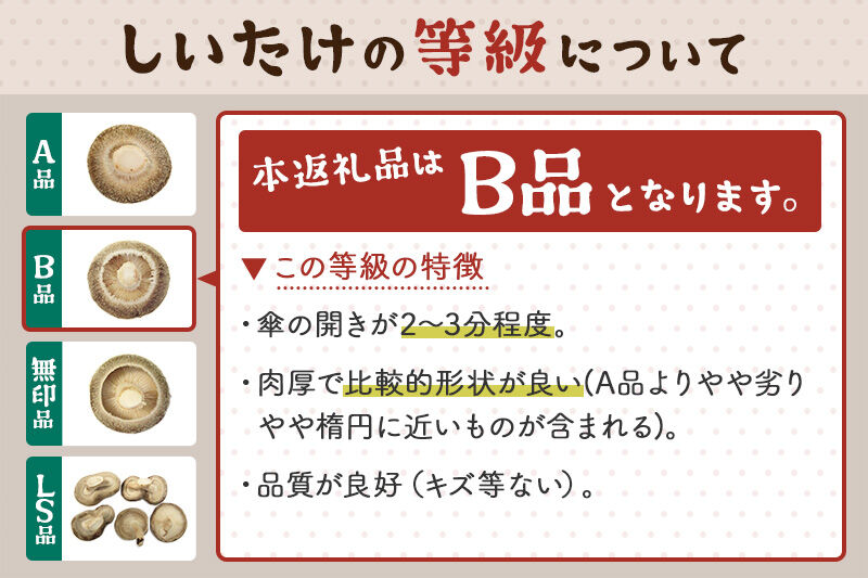 しいたけ B品 6L（約150g）×20パック [椎茸 しいたけ シイタケ きのこ]