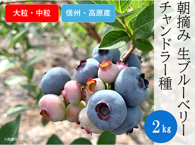 3906 信州産 新鮮朝摘み 生ブルーベリー(チャンドラー大粒・中粒)2kg