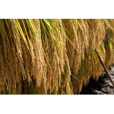 ふるさと納税 白川町 お山のしめ縄飾り |  | 01