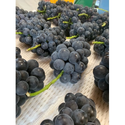 【先行予約 2025年発送】岡山県産　種なし完熟 ニューピオーネ　3房～5房(合計2kg)【配送不可地域：離島】