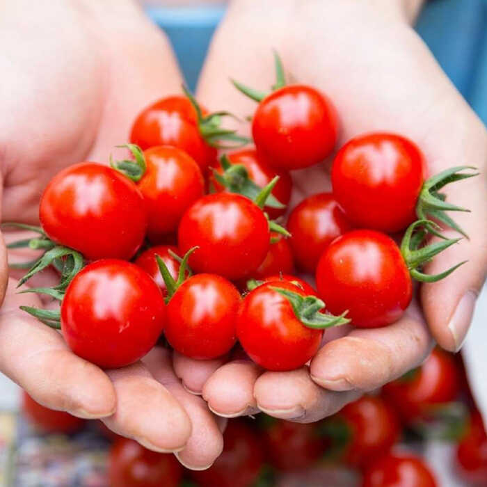 【ふるさと納税】永尾産ちド級シリーズ トマト 食べくらべセット / トマト とまと サラダ 野菜 / 佐賀県 / 永尾産ち [41AAAC006]