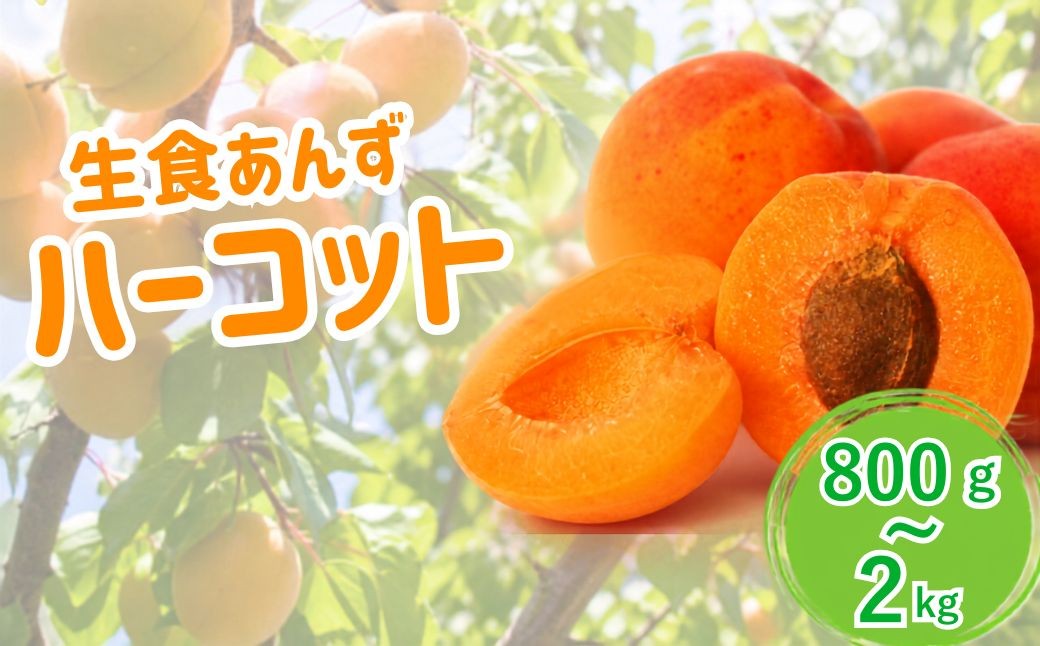 
                  【2027年先行予約】あんず ハーコット(生食/皮ごとOK)  約800g~約2kg | 杏子 アプリコット 生食用 千曲市産 長野県 信州
                