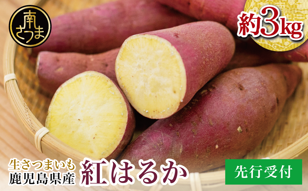 【鹿児島県産】生さつまいも「紅はるか」約3kg ★11月以降順次出荷★ 冬季限定 先行受付 さつまいも 生いも 生芋 焼き芋 さつま芋 甘藷 サツマイモ べにはるか スイーツ 野菜 貯蔵 常温保存 旬 JA南さつま 鹿児島県 南さつま市