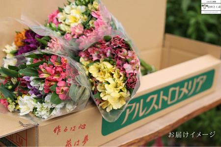 定期便６回便　切り花 アルストロメリア【上級品・生花　花丈80cm・32本前後】9～3月（KS-T504）