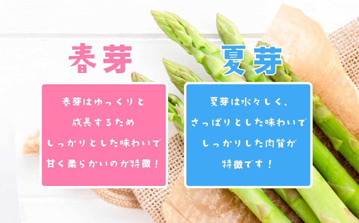 朝採りアスパラガス 1kg L〜2Lサイズ ハウス栽培 春芽 26年3月下旬〜5月発送 【 先行予約 グリーンアスパラ 野菜 サラダ 農家直送 産地直送 】