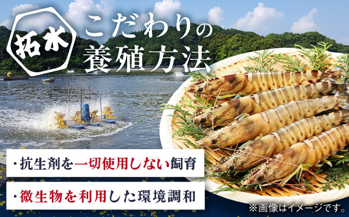 伊万里産 冷凍車海老 250g×2袋（加熱用・訳あり) / 佐賀県 / 株式会社 拓水 伊万里クルマエビセンター [41AEAJ011]