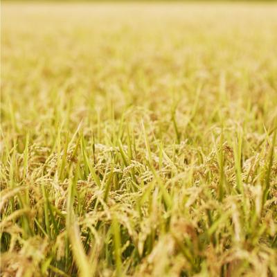 ふるさと納税 壮瞥町 【令和7年産】新山米(ななつぼし)5kg×2袋　10kg SBTC007 |  | 02