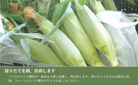【令和8年産先行予約】とうもろこし 朝採れ ゴールドラッシュ 10kg 約24本 7月下旬発送開始 |津南町 とうもろこし