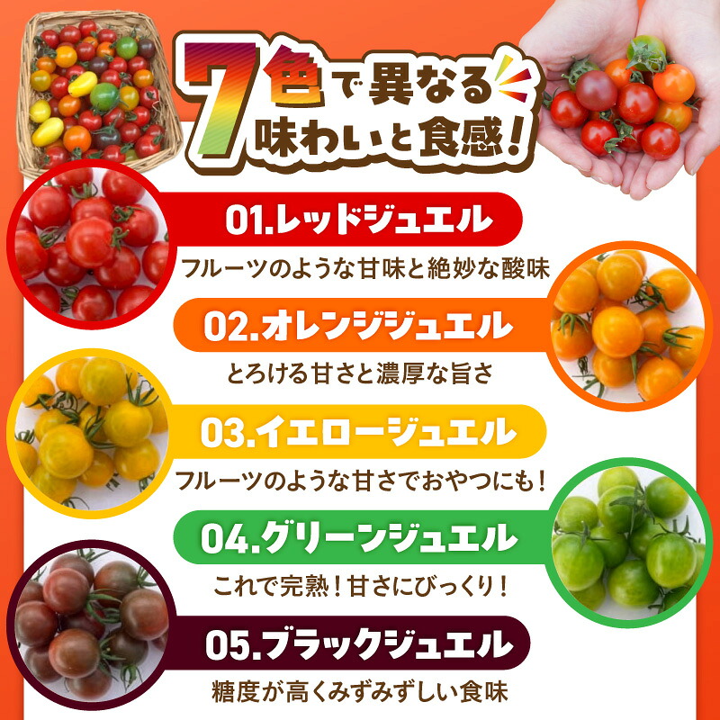 【2027年発送】【お試し】まるでトマトの宝石箱！フルーツジュエリートマト 約800g 長田農園 産地直送 トマト とまと 野菜 やさい フルーツ サラダ 濃厚 甘い ご褒美 プレゼント 美容 健康 リピート多数 人気 高評価 先行受付 数量限定 碧南市 H004-178