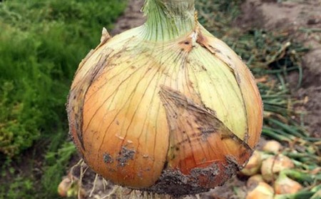 淡路島玉葱　10kg　◆配送８月上旬～翌年２月中旬