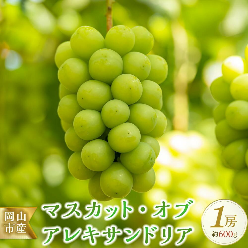 【ふるさと納税】【選べる内容量・配送月】岡山市産 マスカット・オブ・アレキサンドリア ぶどう 葡萄 | フルーツ 果物 くだもの 食品 人気 おすすめ 送料無料