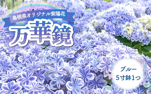 島根県オリジナルアジサイ「万華鏡」ブルー(5寸鉢)　1鉢【季節限定 期間限定 数量限定 予約 花 鉢花 鉢 アジサイ あじさい 紫陽花 青色 万華鏡】