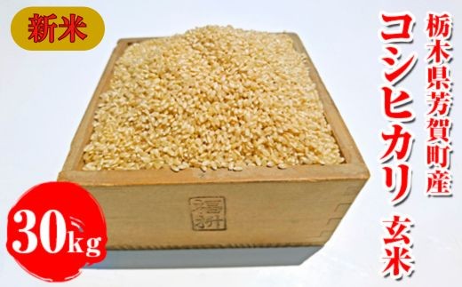 令和7年産新米 栃木県芳賀町産 コシヒカリ 玄米 30kg｜米 お米 新米 コメ こめ 国産 産地直送 旬 期間限定 季節限定 送料無料 ※2025年9月下旬頃～2026年1月下旬頃に順次発送予定