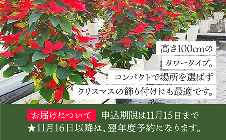 タワー型　ポインセチア（クリスマスツリー仕立て） 花 鉢花 クリスマス / 花 鉢花 クリスマス ポインセチア