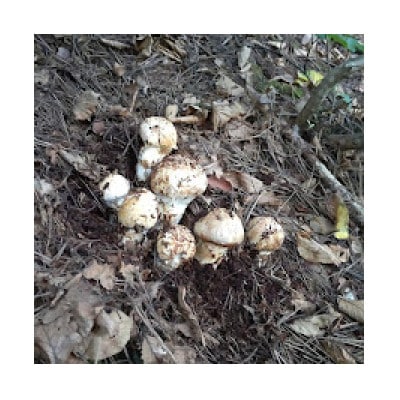 【2026秋発送】産地直送　岩手県岩泉町産まつたけ　お任せつぼみセット500g【配送不可地域：離島】