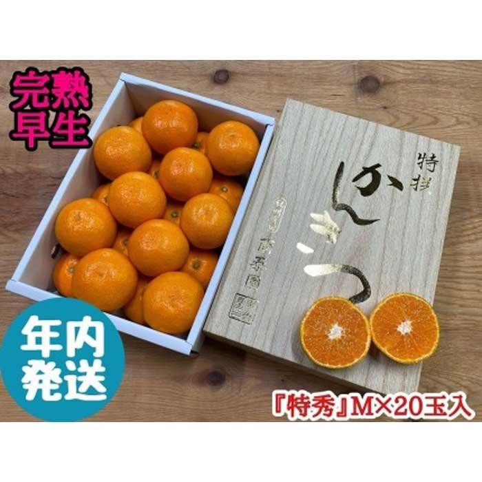 【ふるさと納税】年内発送 完熟早生 有田みかん 化粧小箱 特秀 M サイズ 20玉入 和歌山 南泰園 みかん | フルーツ 果物 くだもの 食品 人気 おすすめ 送料無料