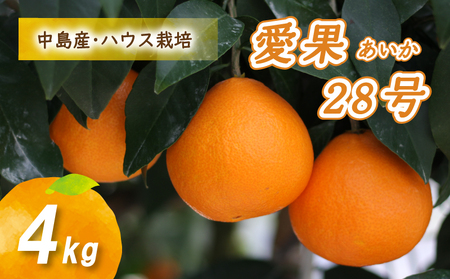 【12月から発送】 愛果28号 4kg あいか みかん 数量限定 みかん 愛媛県産 みかん 愛果28号 松山市 みかん 中島 みかん 愛果28号 みかん 蜜柑 愛果28号 ミカン みかん 旬 愛果28号 ハウス栽培 【贈答にもおすすめ】【NO0091】  nponouon