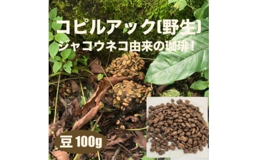 ジャコウネコ由来の希少コーヒー 野生コピルアック珈琲・掛川自家焙煎で丁寧に仕上げた贈答品 100g【1651759】