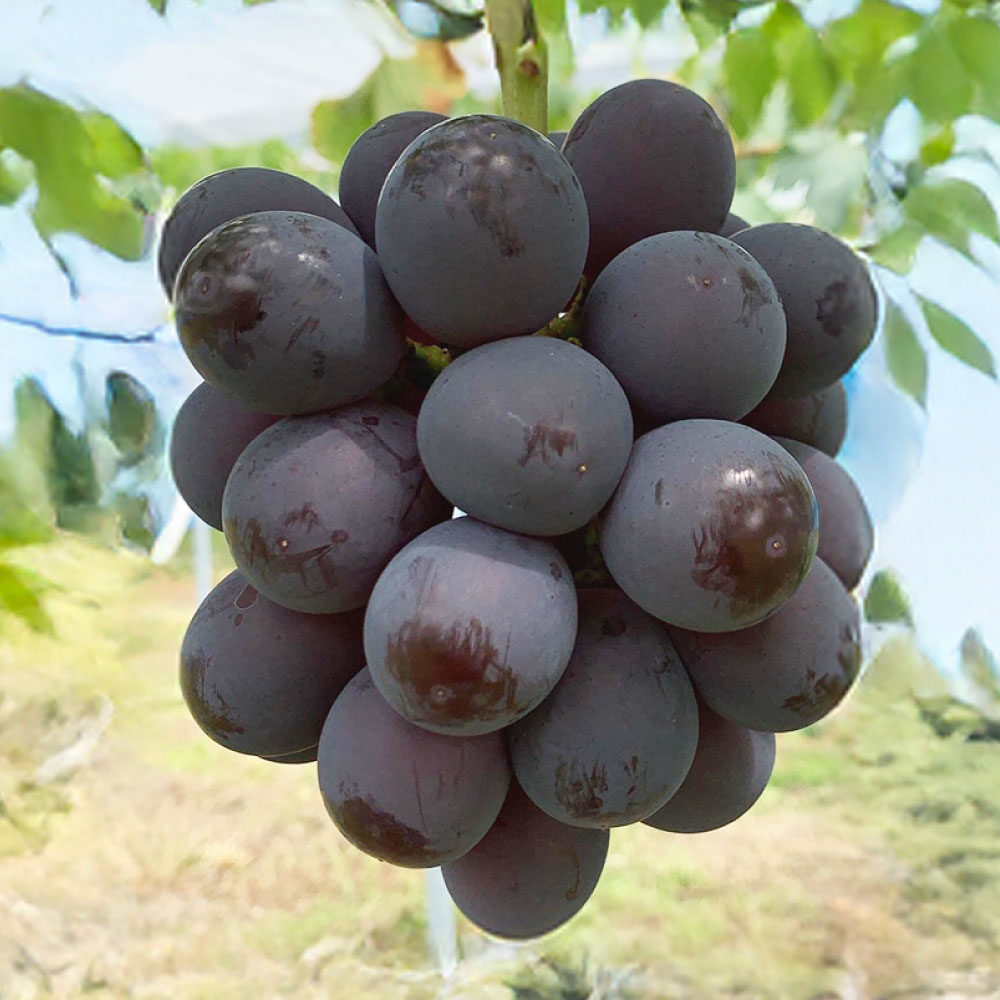 【ふるさと納税】＜選べる容量＞ ぶどう ニュー ピオーネ 2房 （合計1.2kg以上） ／ 3～4房 （合計2kg以上） 2026年 先行予約 ブドウ 葡萄 ニューピオーネ 岡山県産 国産 フルーツ 果物 ギフト 河本農園 岡山県 美咲町 冷蔵 送料無料 【2026年8月下旬発送予定】