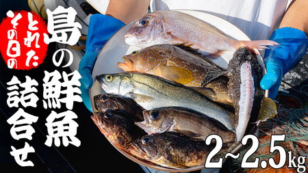 大崎上島 鮮魚 セット 2～2.5kg