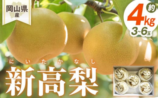 梨 2026年 岡山県産 新高梨 3-6玉(約4ｋｇ） 化粧箱入り