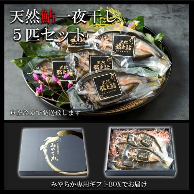 ふるさと納税 郡上市 天然鮎専門店みやちかの【天然鮎一夜干し】長良川郡上鮎　5匹 |  | 01