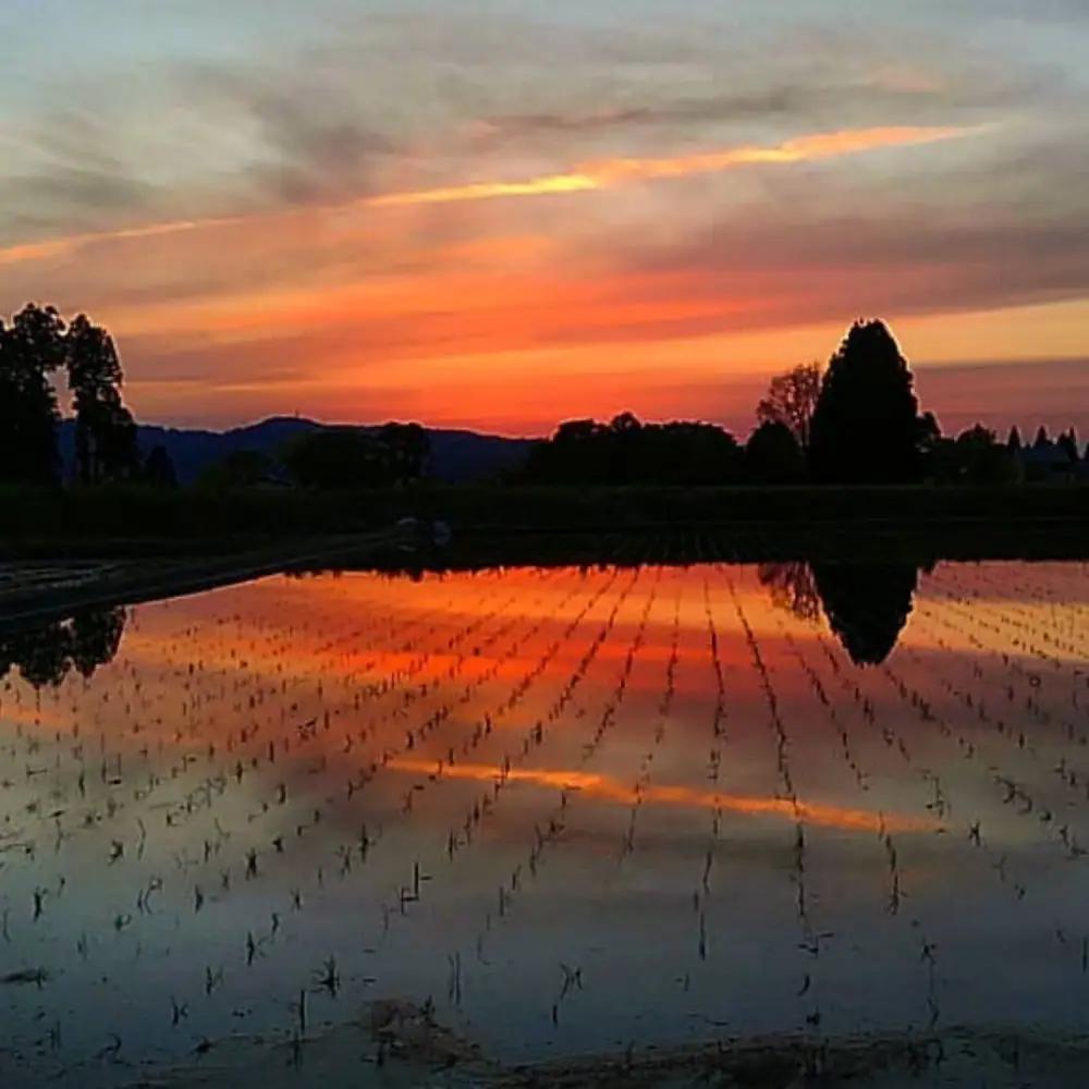 【令和8年　新米予約】【定期便】玄米 生産者限定 南魚沼しおざわ産コシヒカリ2Kg×3ヶ月 | コシヒカリ【2026年10月上旬より1ヶ月以内に順次発送予定】